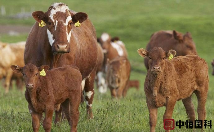 “数”说牛业，破解肉牛养殖企业融资难题，中恒国科多维度活体资产监管路径